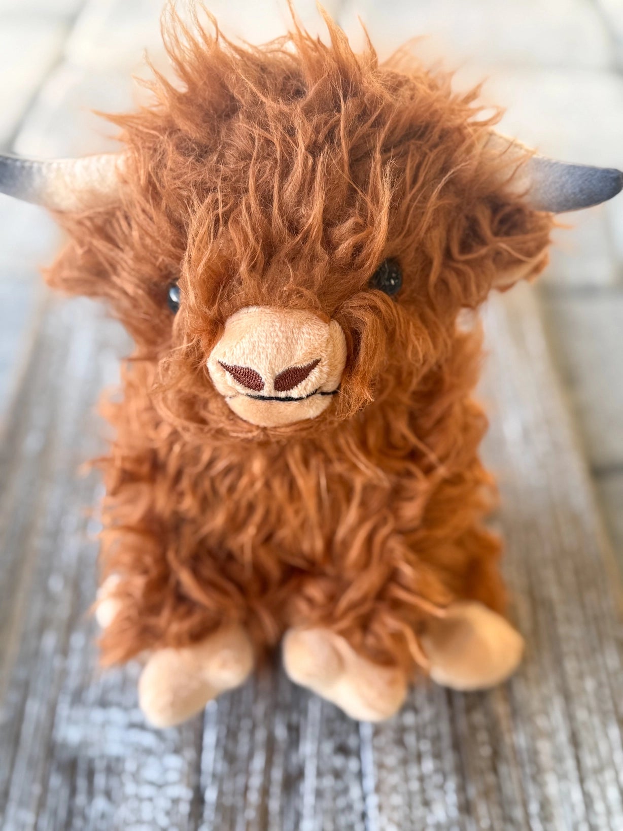 Highland Cow